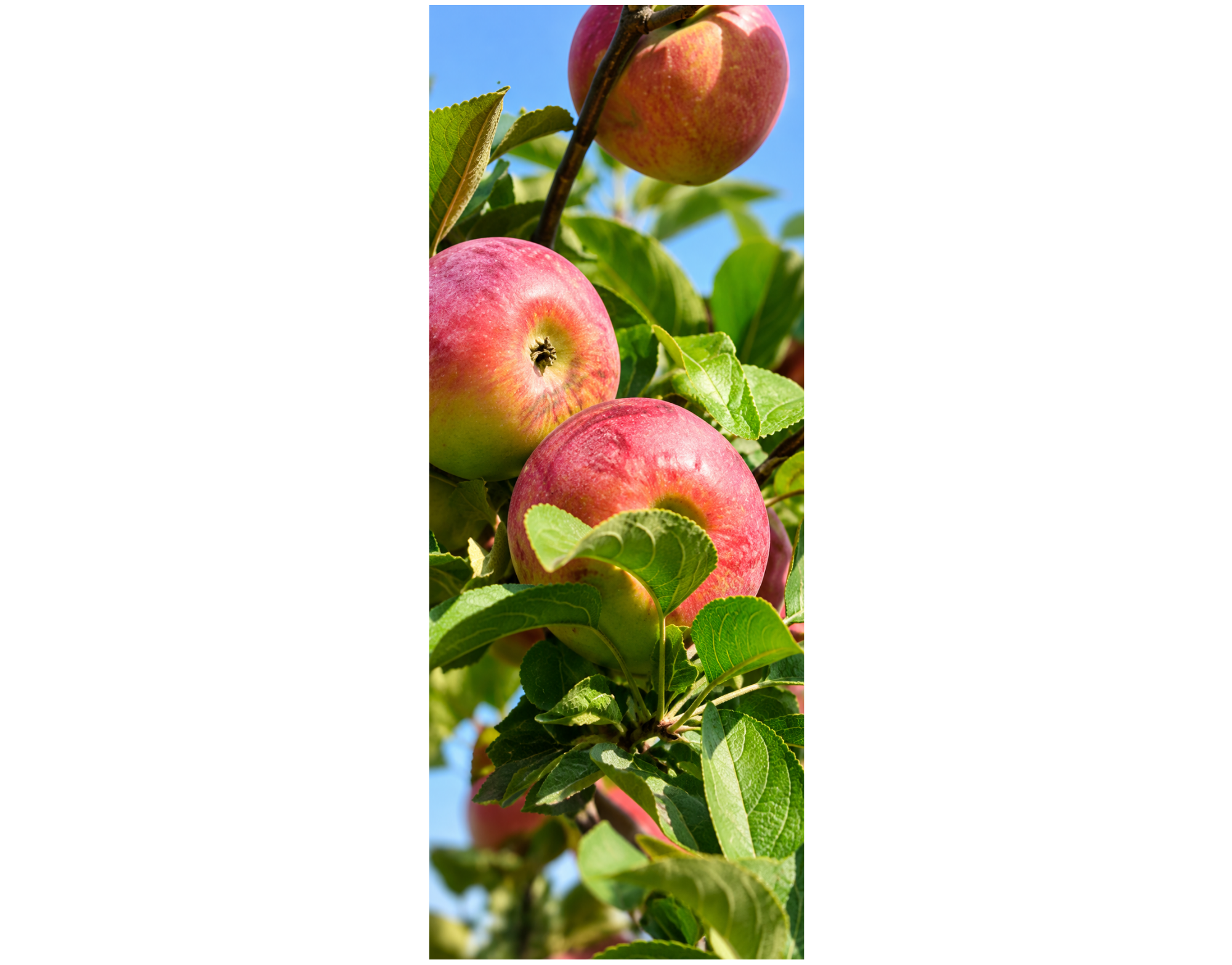Stoffbanner Äpfel am Baum