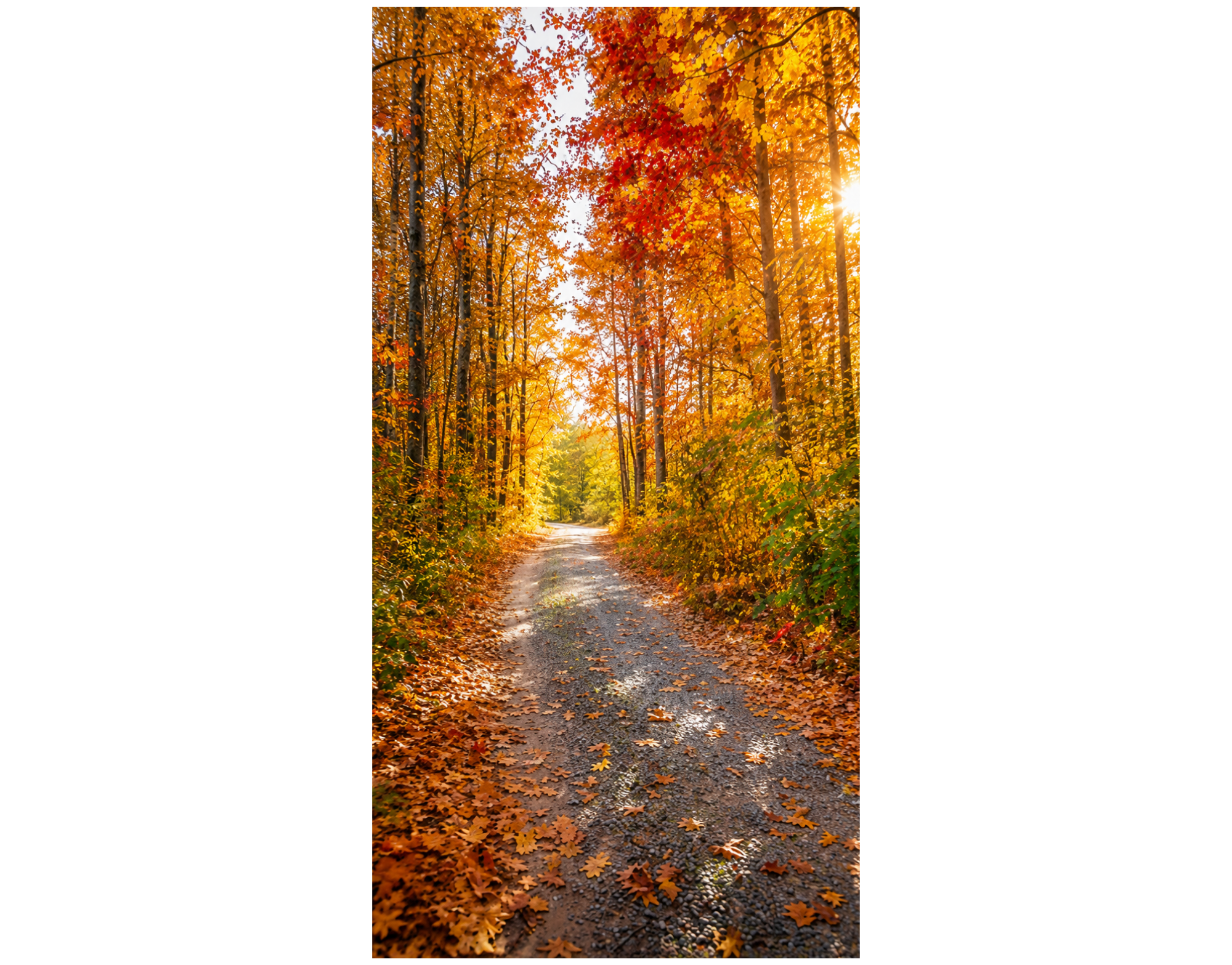 Bannière textile Chemin forestier d'automne