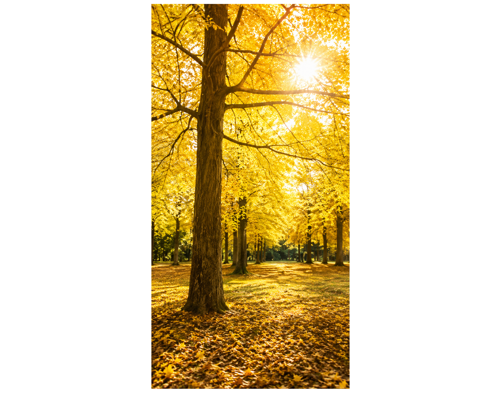 Bannière textile Arbre d'automne