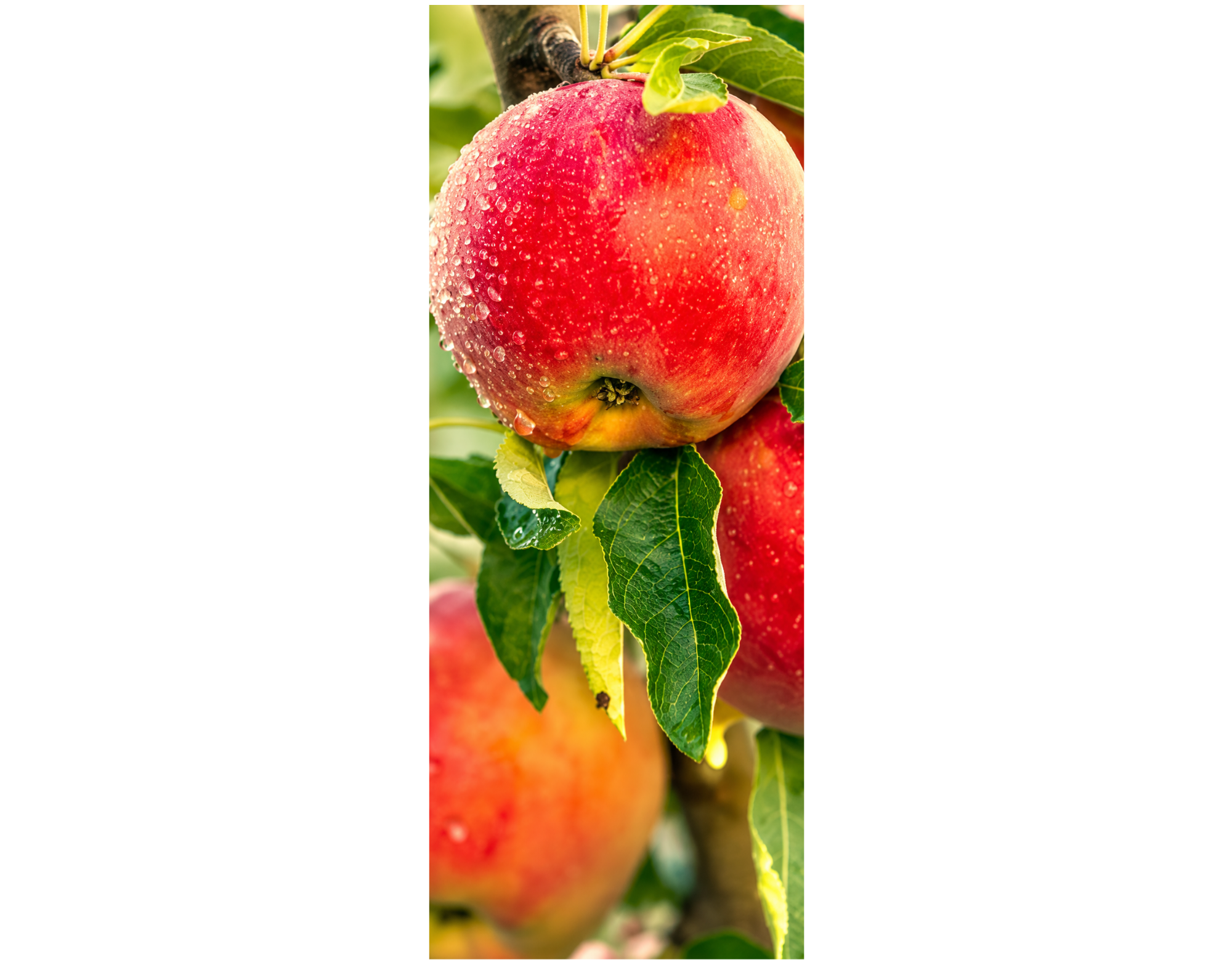 Stoffbanner Apfelzeit