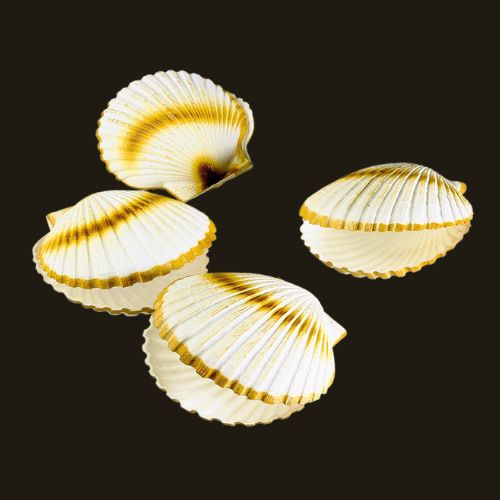 Coquille Saint-Jacques