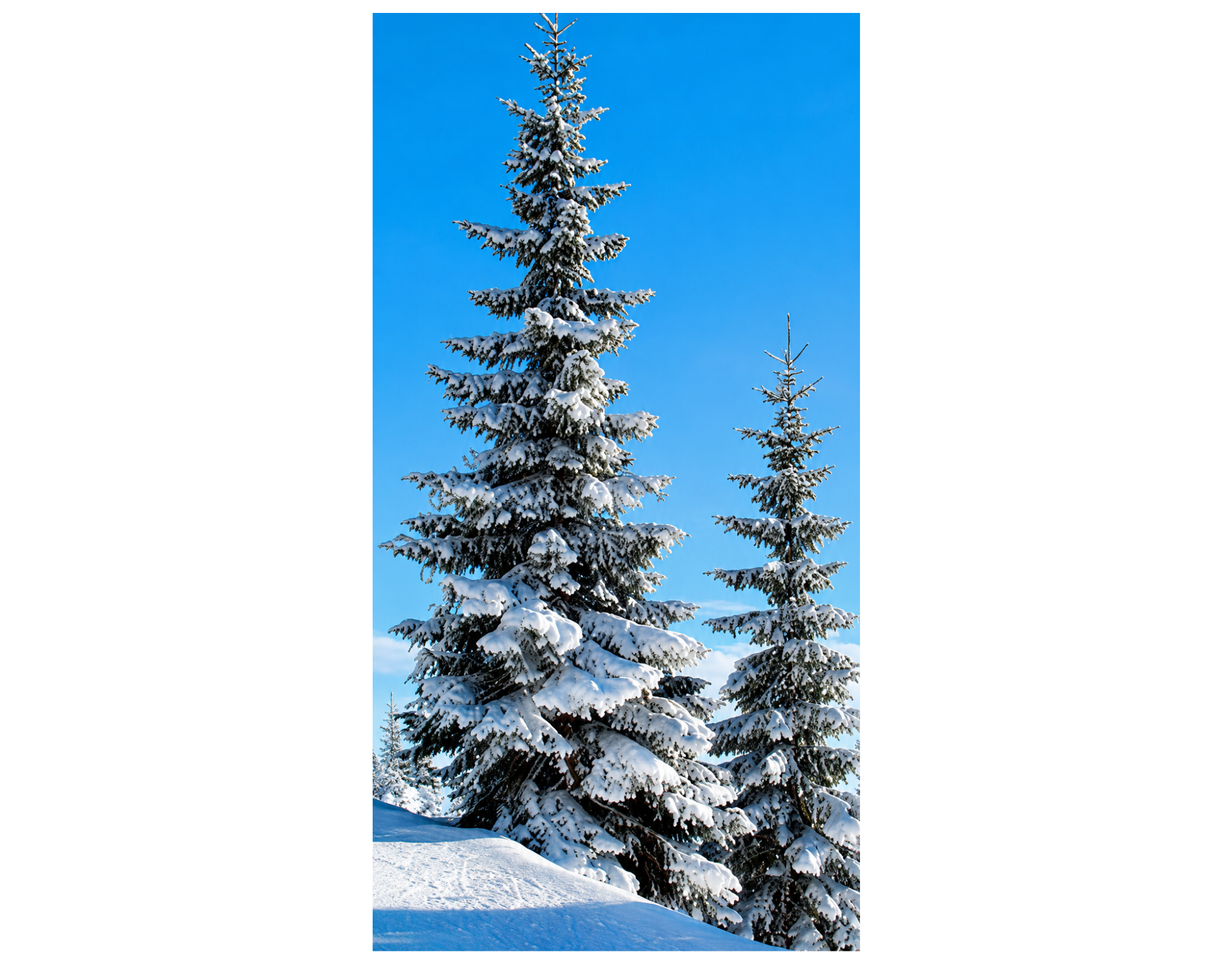 Bannière textile Deux sapins enneigés