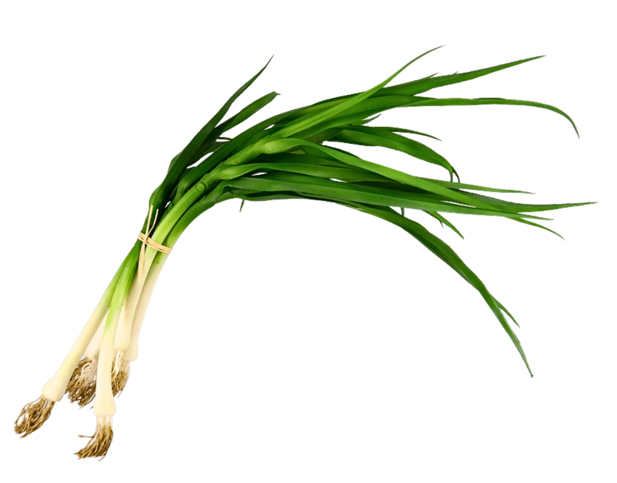Frühlingszwiebel-Bund