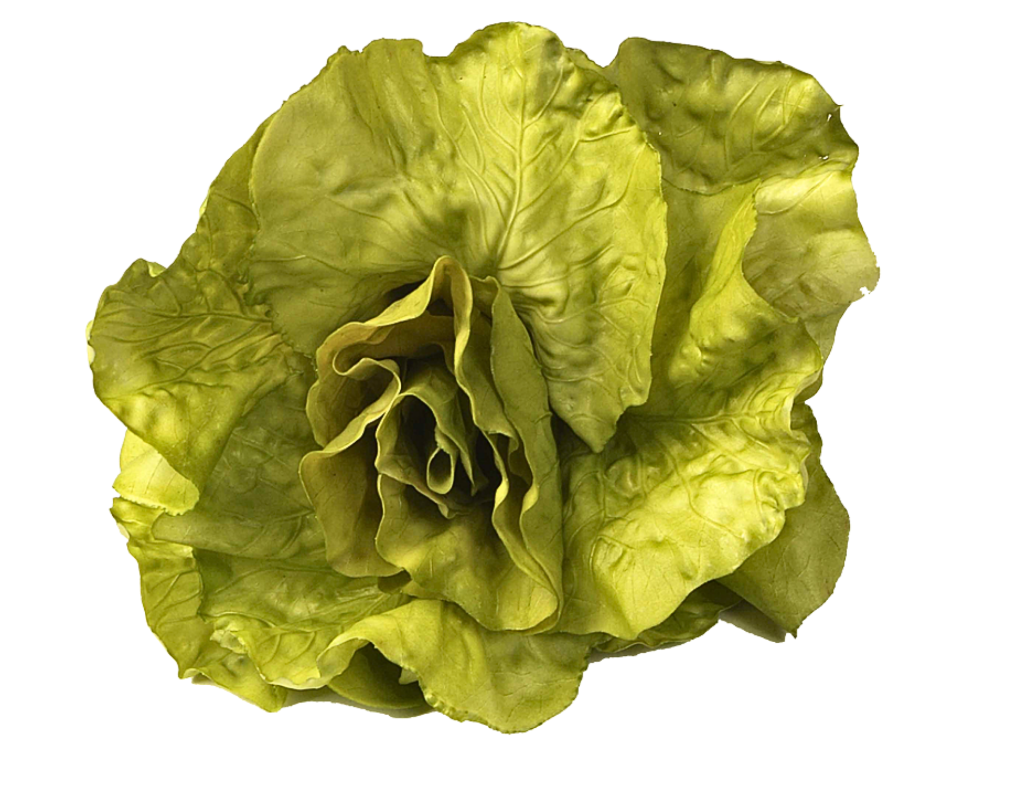 Kopfsalat hellgrün