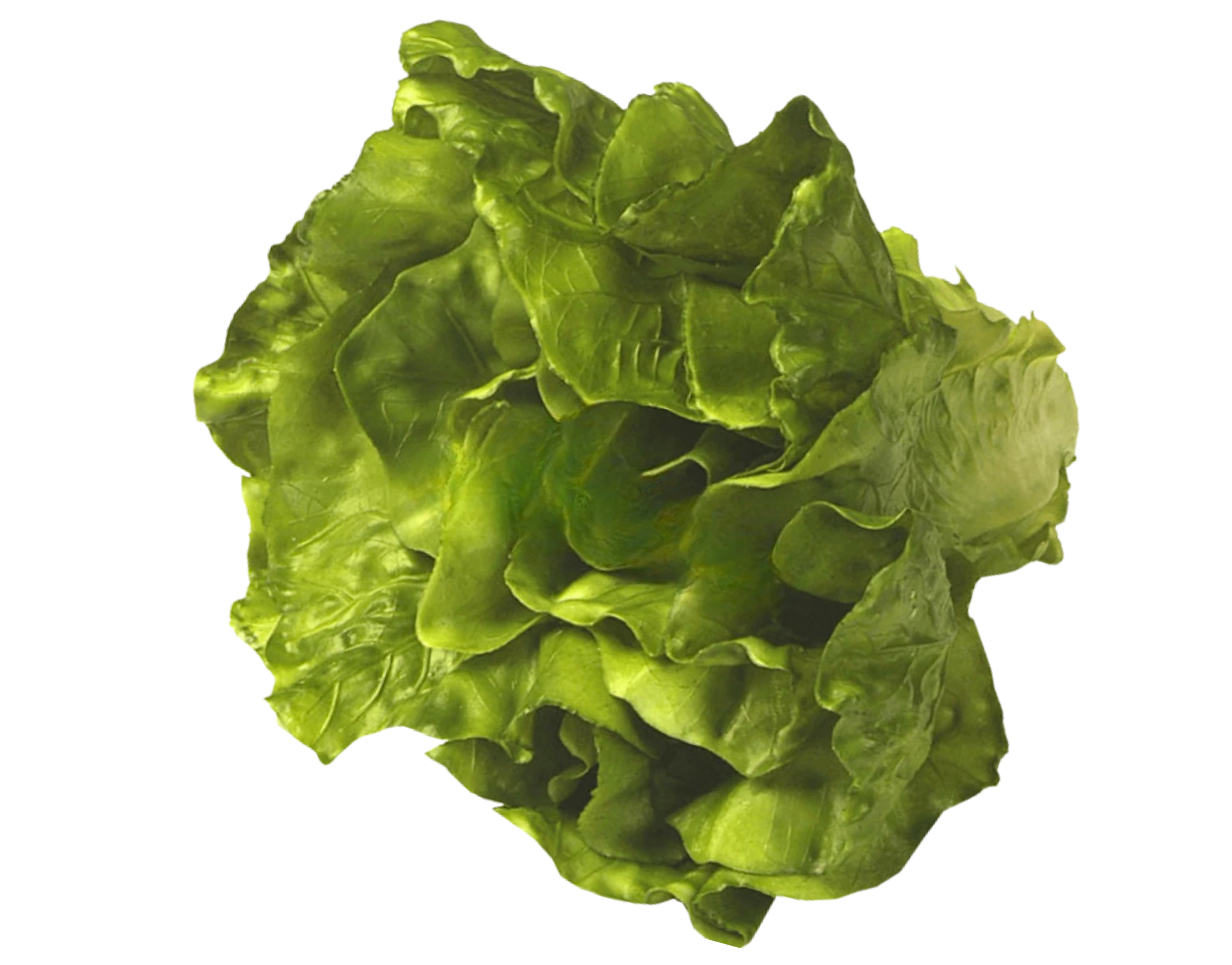 Kopfsalat grün