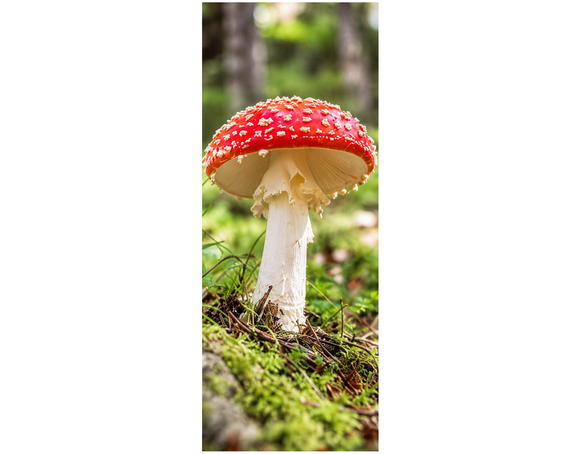 Bannière en tissu Amanite tue-mouches dans la forêt