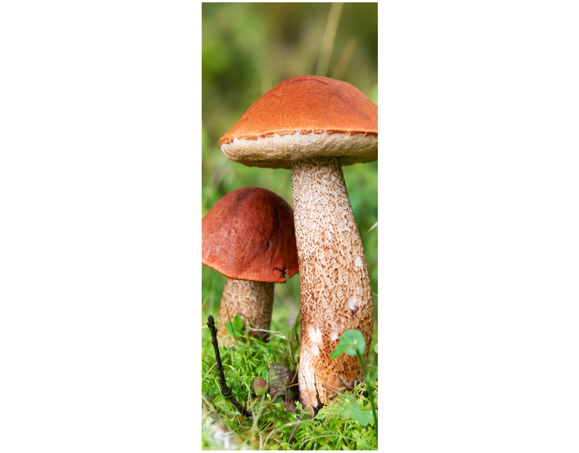 Bannière en tissu Champignons des bois dans la verdure