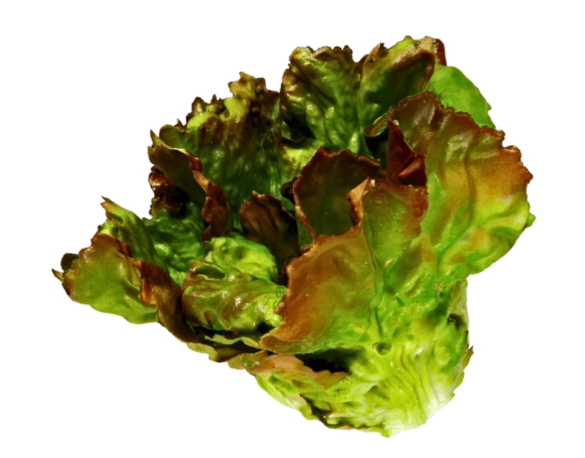 Kopfsalat