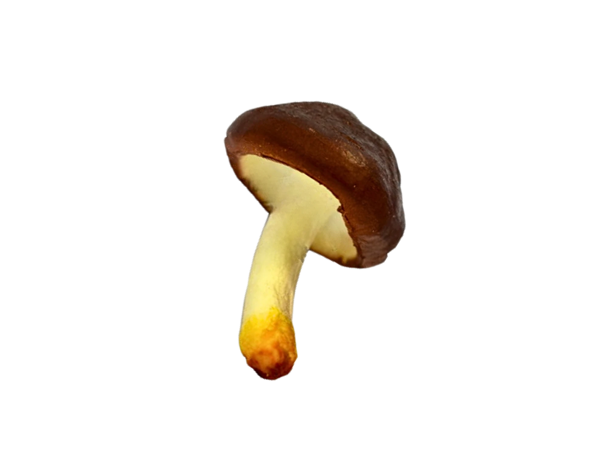 Champignon