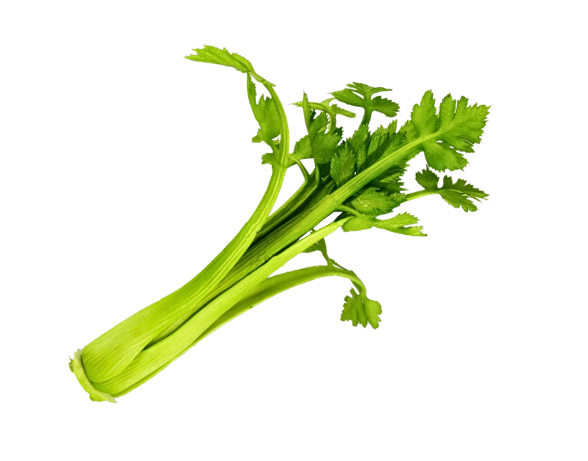 Céleri